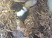 Lots of baby Syrian hamsters