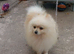 Miniature pomeranian