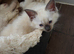 Pure ragdoll kittens