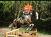 16.1hh cob x gelding 11 years.