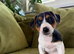 Jack Russell Terrier Puppies