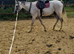 grey thoroughbred mare 4 years old