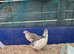 Quail