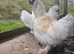 Silkie cockerels