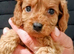 Cavapoo Puppies Red ️!!!.