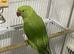 Indian Ringneck