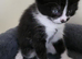 7 beautiful kittens
