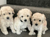 Cream toy poodle puppies