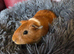 Male guinea pig, cage and accessories