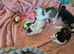 Kittens now ready for new homes