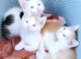 Beautiful Male kittens ready now