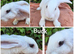 Adorable giant cross kits looking for loving homes