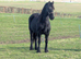KFPS Friesian mare