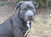 Stunning Blue Staffordshire Bull Terrier