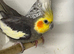 Breeding pairs cockatiels