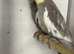 Breeding pairs cockatiels