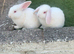 3 beautiful albino mini lops
