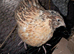 10 Jambo Quails (Male)