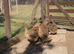 Khaki Campbell female ducks for sale