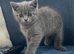British shorthair blue kittens