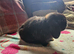 Mini lops