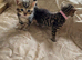 Mixed bengal club