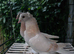 Turkish Pigeons for sale