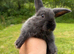 Mini lop cross English Spot
