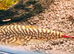 Red tailed hillstream loach £20 each or 2 for £35
