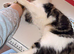 Fluffy cat