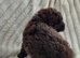 Toy poodle puppies