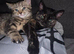 2 kittens