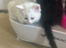 Cute n cuddly kittens for sale