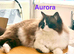 2x Ragdoll females for sale