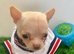 Tiny chihuahua puppies