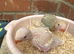 Indian Ringneck Parrot
