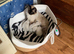 Gordious pure ragdoll kittens