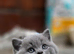 Adorable British Shorthair Kittens &ndash; Ready for Loving Homes!