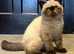Last Remaining Seal Point Kitten for sale
