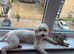 Female Cavapoo Looking for new Home