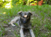 FLUFFY – The Little Survivor With the Gentle Soul