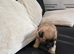 Puppies for sale