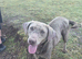 Kc Labrador