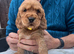 Cocker spaniel puppies Manchester