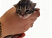 Tortoiseshell Kittens available