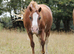 PERFECT COMPANION PONY