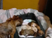 Daschund cross/jackapoo puppies