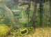 Aqairium with cupboards and fish