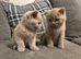 BEAUTIFUL PEDIGREE HEALTH TESTED BSH KITTENS