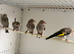 Young goldfinch pair